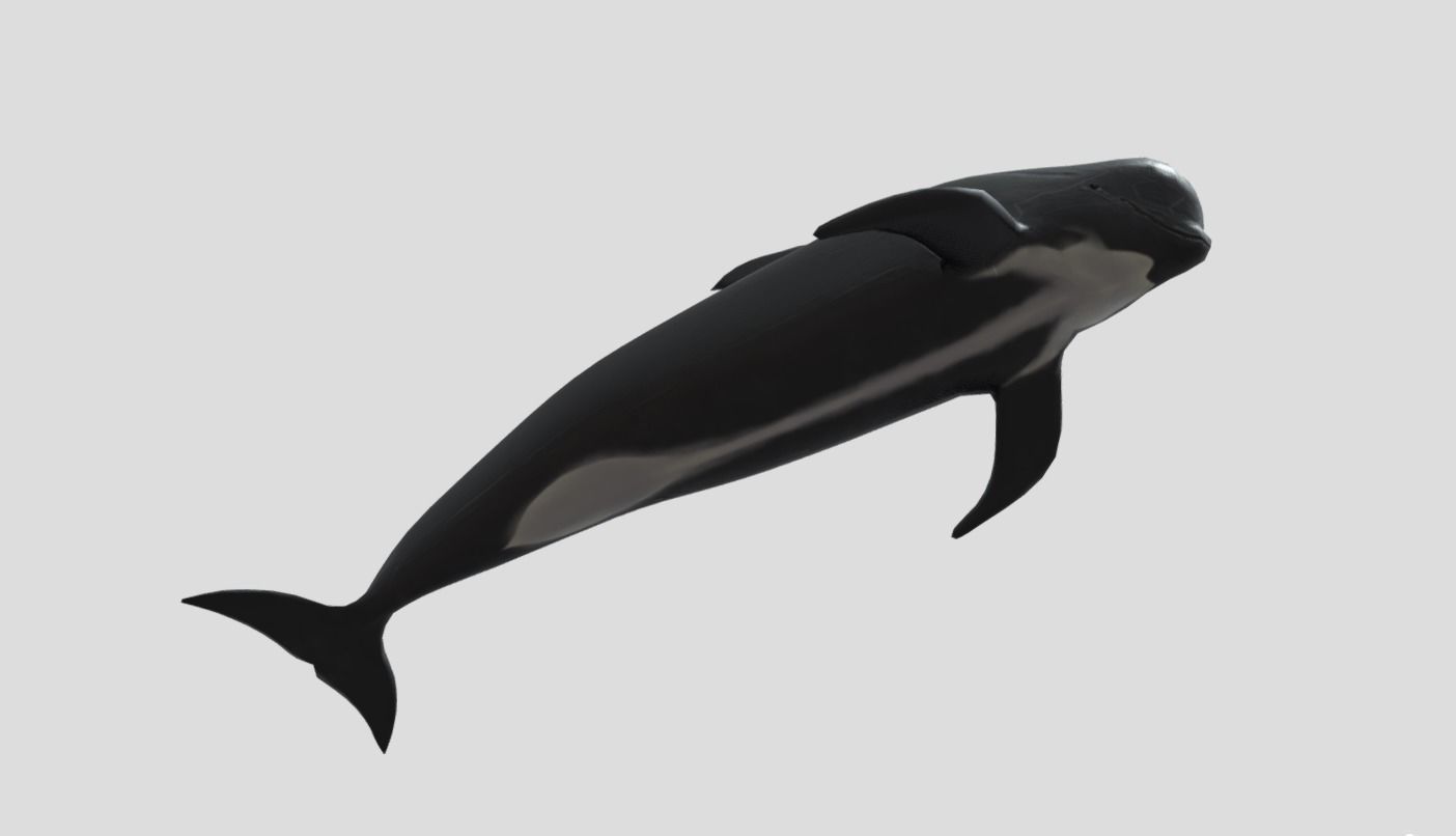 Long finned pilot whale Animated Low-poly Low-poly 3D model_3