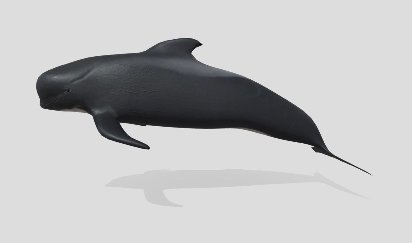 Long finned pilot whale Animated Low-poly Low-poly 3D model_7