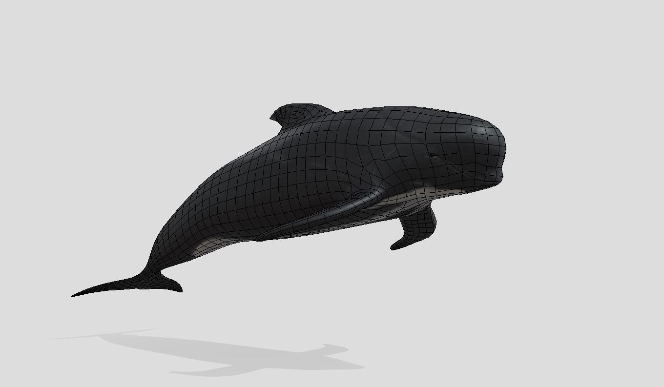Long finned pilot whale Animated Low-poly Low-poly 3D model_2