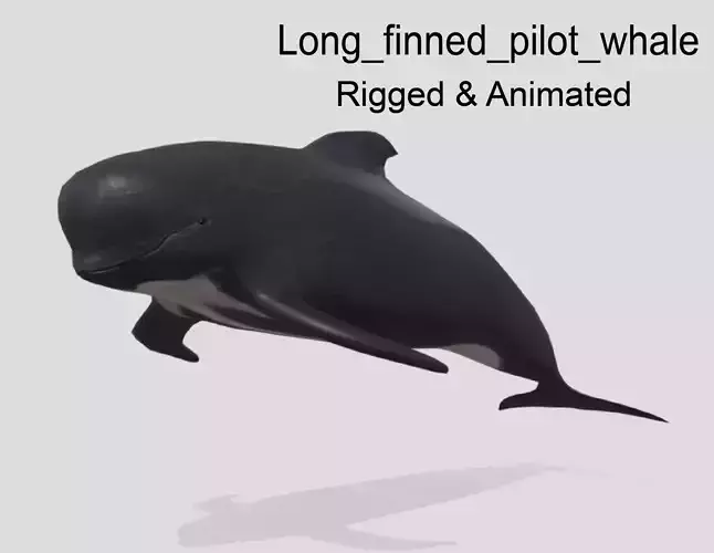 Long finned pilot whale Animated Low-poly Low-poly 3D model