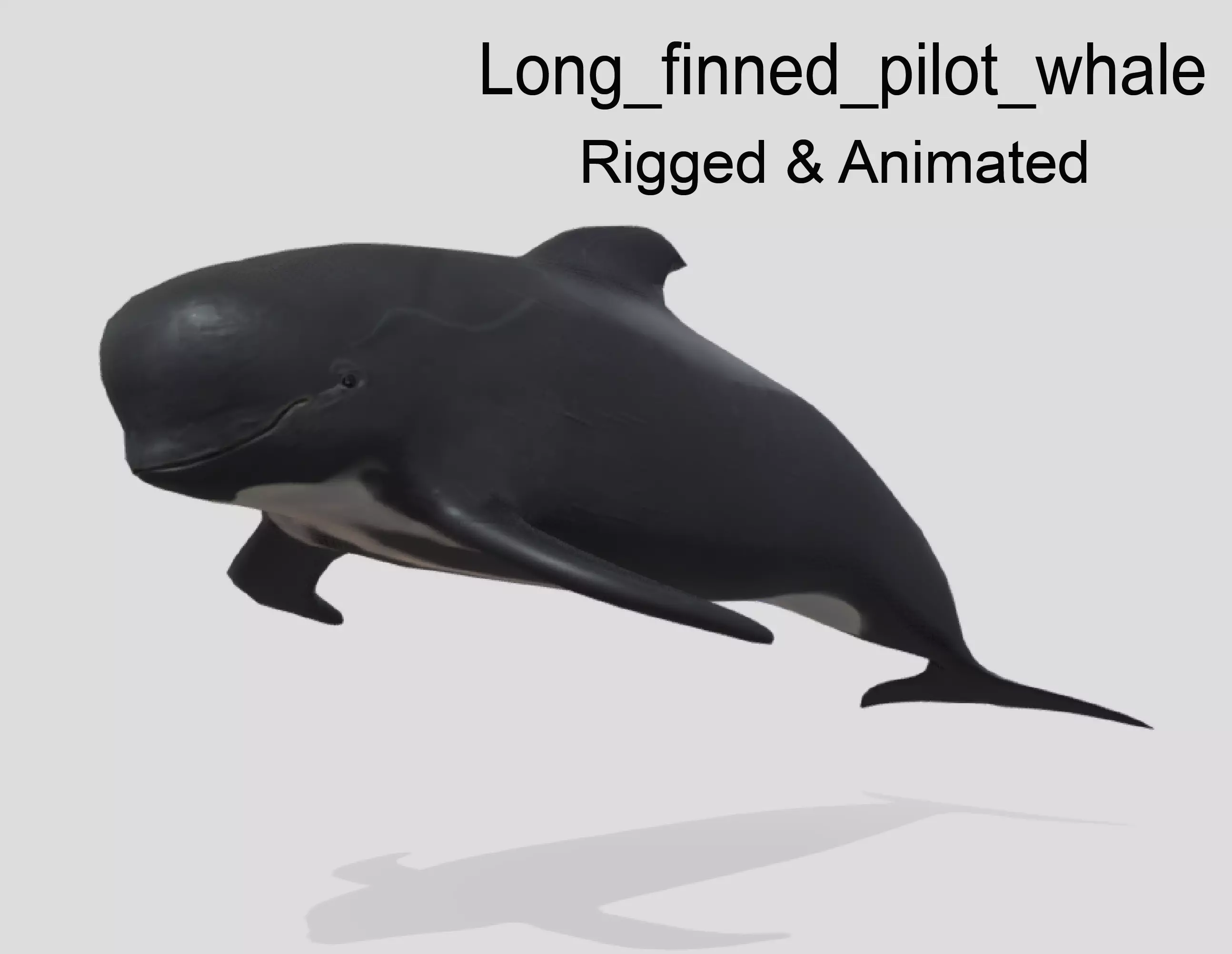 Long finned pilot whale Animated Low-poly Low-poly 3D model_0