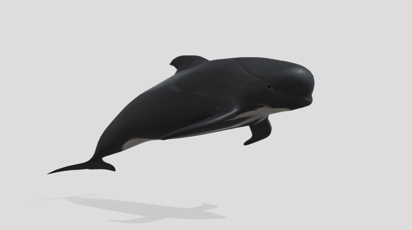 Long finned pilot whale Animated Low-poly Low-poly 3D model_6