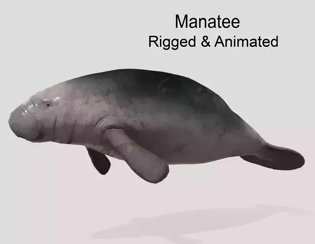 Manatee  Animated Low-poly Low-poly 3D model