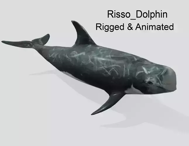 Risso Dolphin Animated Low-poly Low-poly 3D model