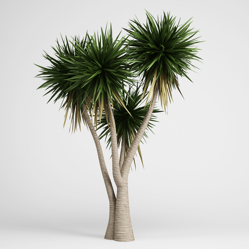 Yucca three palm trees 3D model_1