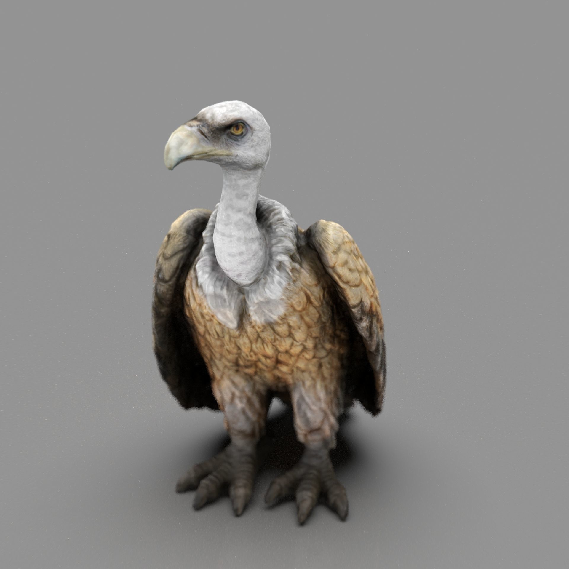 Vulture Low-poly 3D model_9