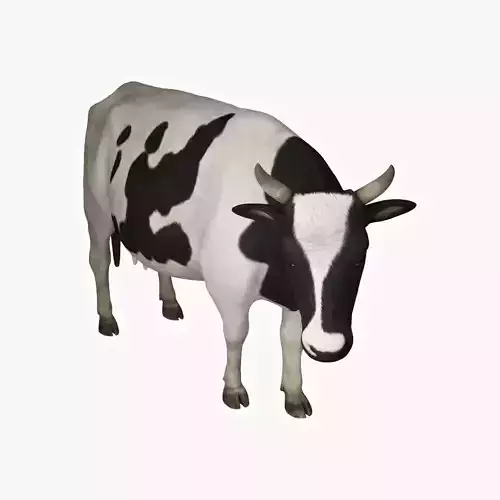 Dairy Cow