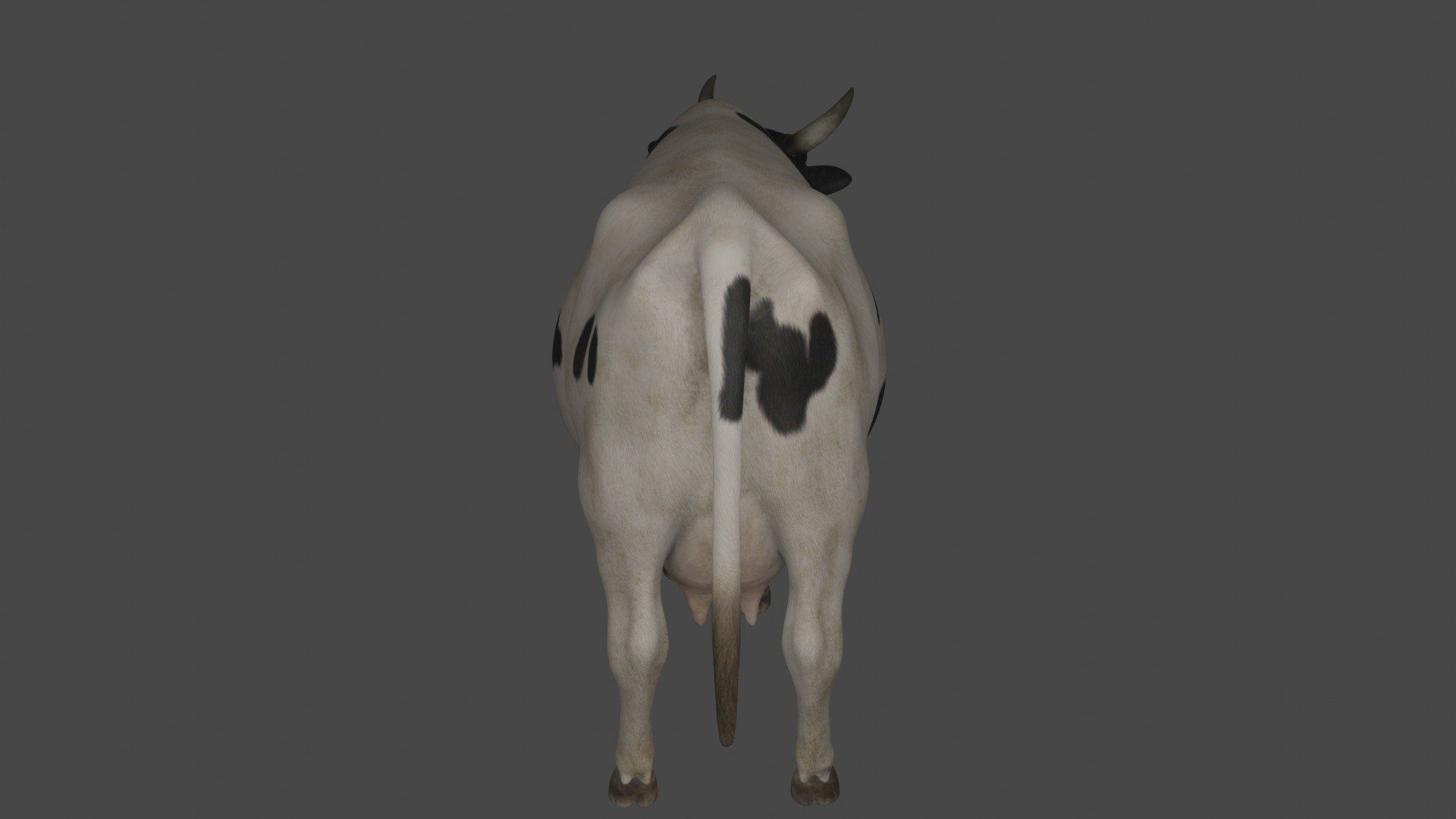 Dairy Cow 3D model_2