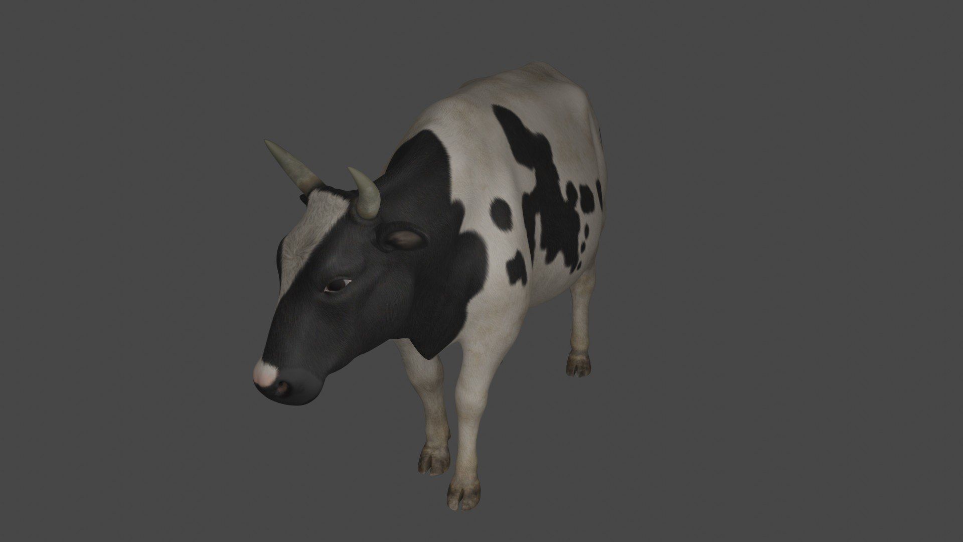 Dairy Cow 3D model_5