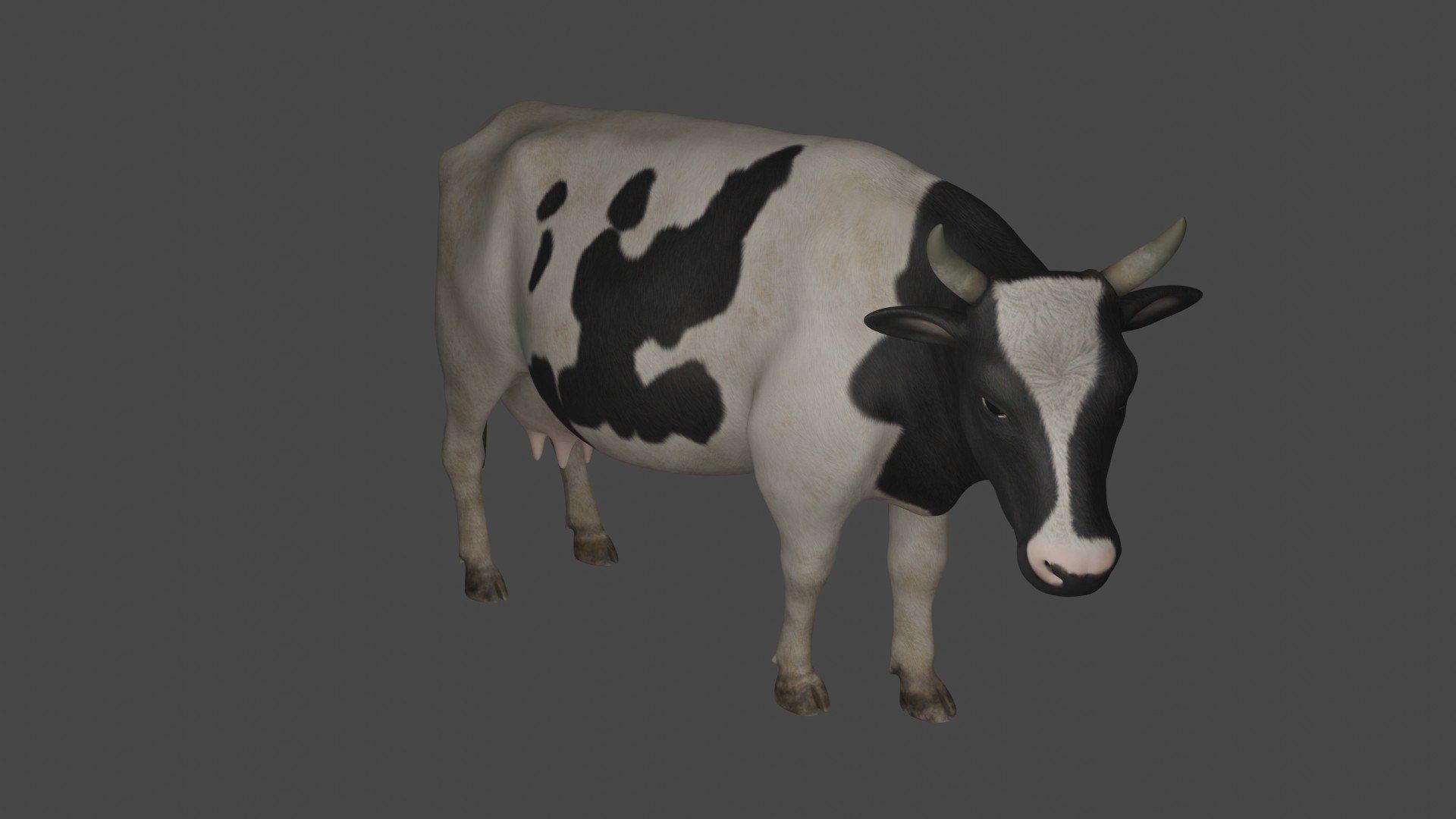 Dairy Cow 3D model_4