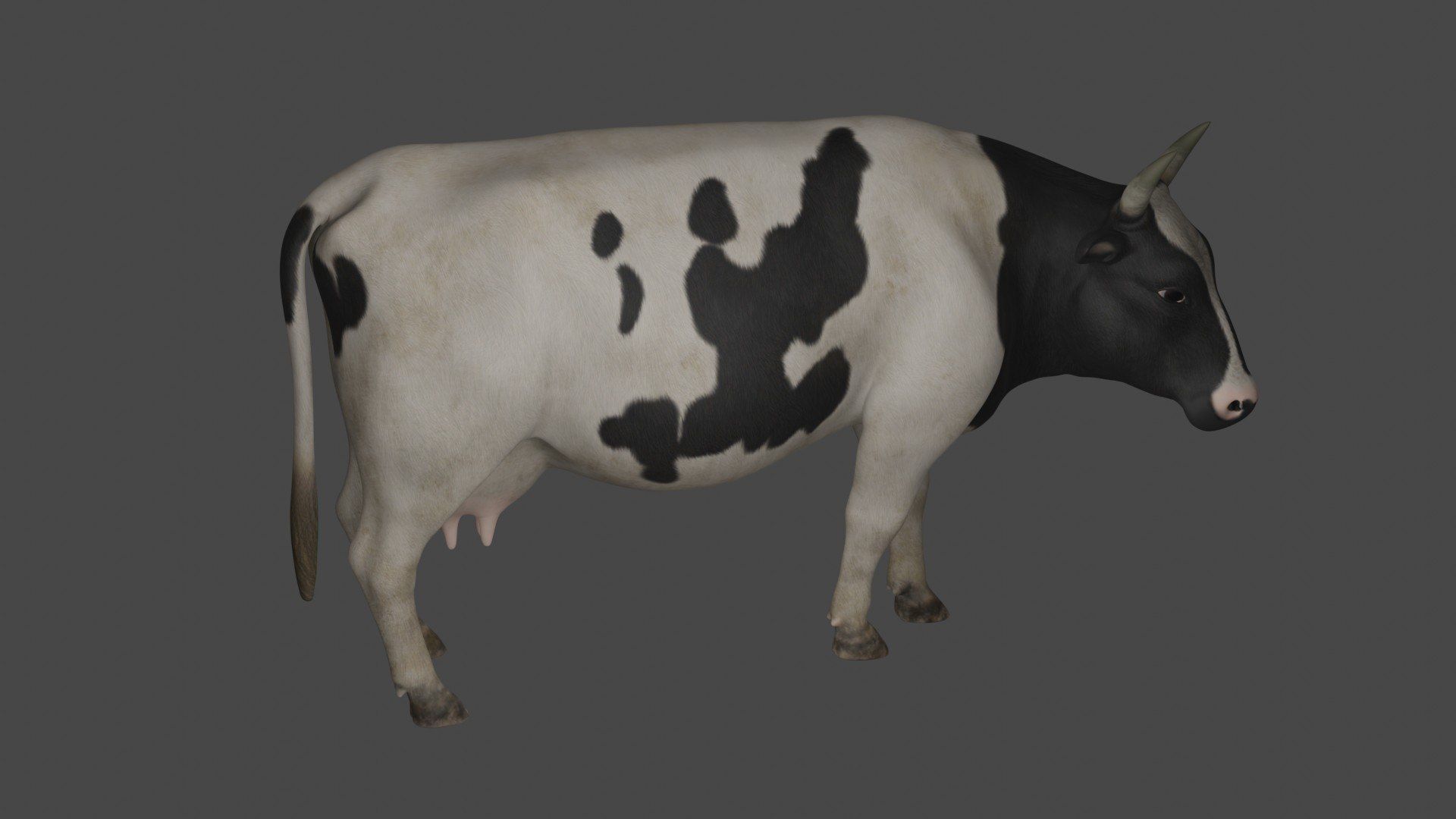 Dairy Cow 3D model_3