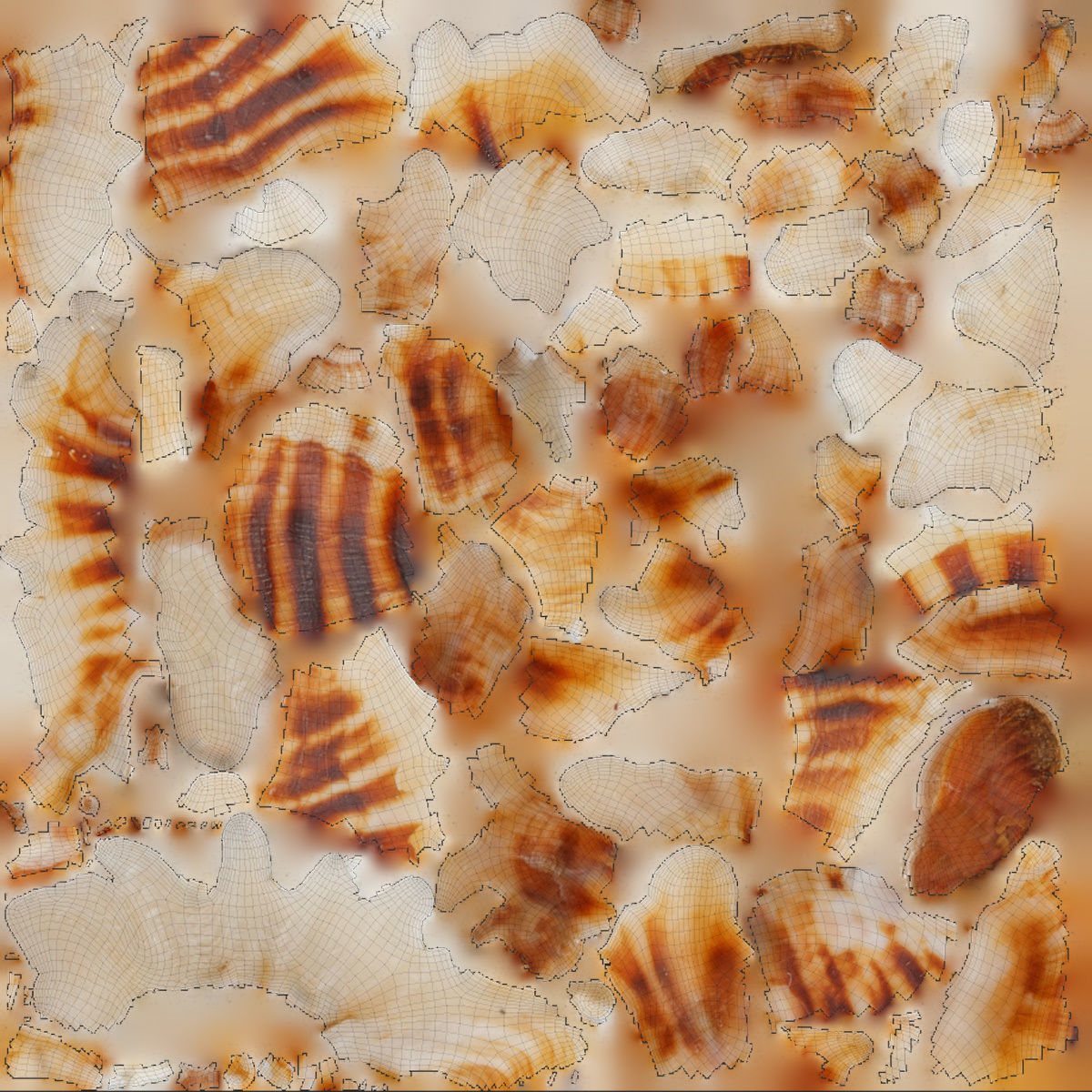 Pterinotus Miyokoae Sea Shell Low-poly 3D model_7