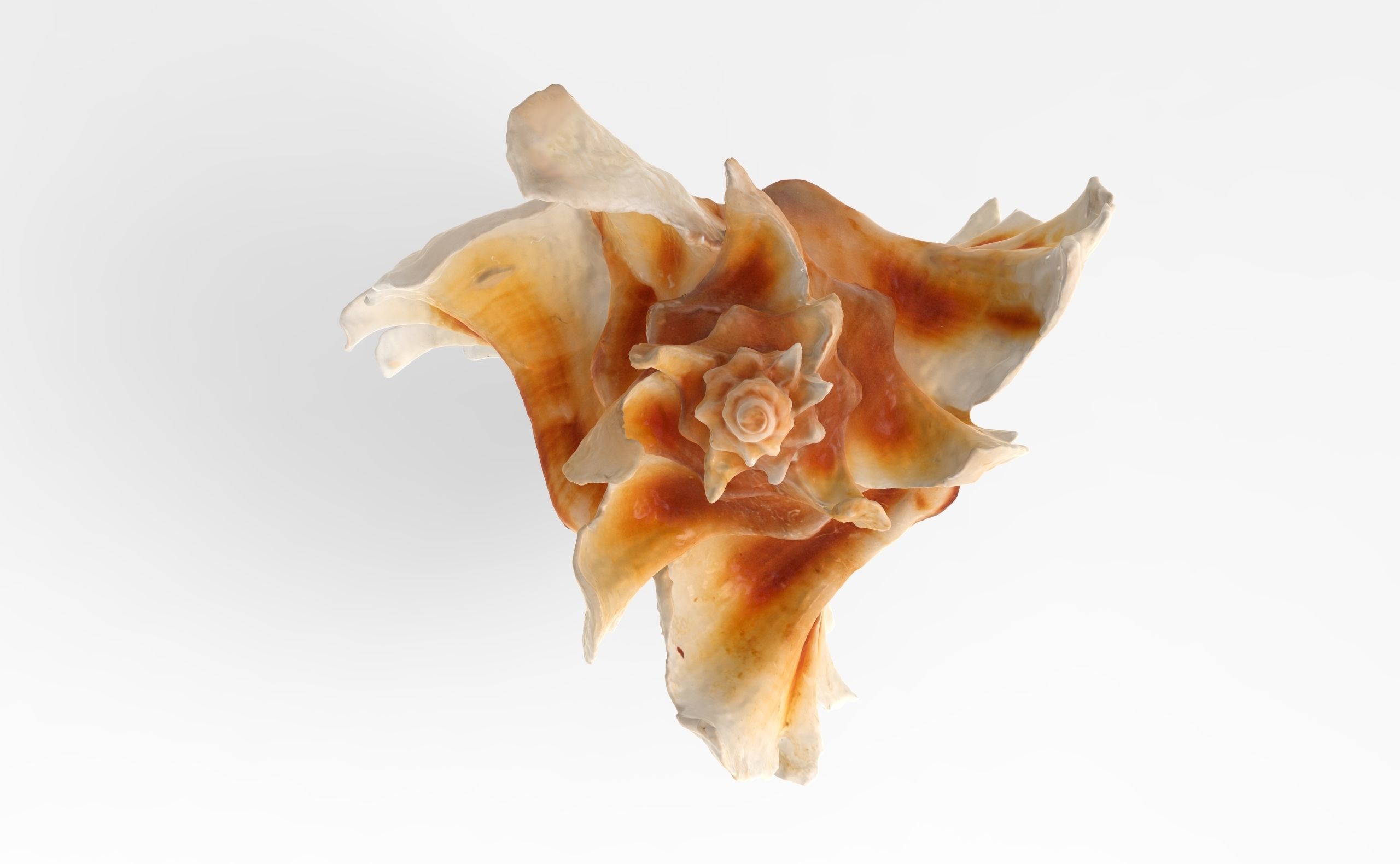 Pterinotus Miyokoae Sea Shell Low-poly 3D model_4