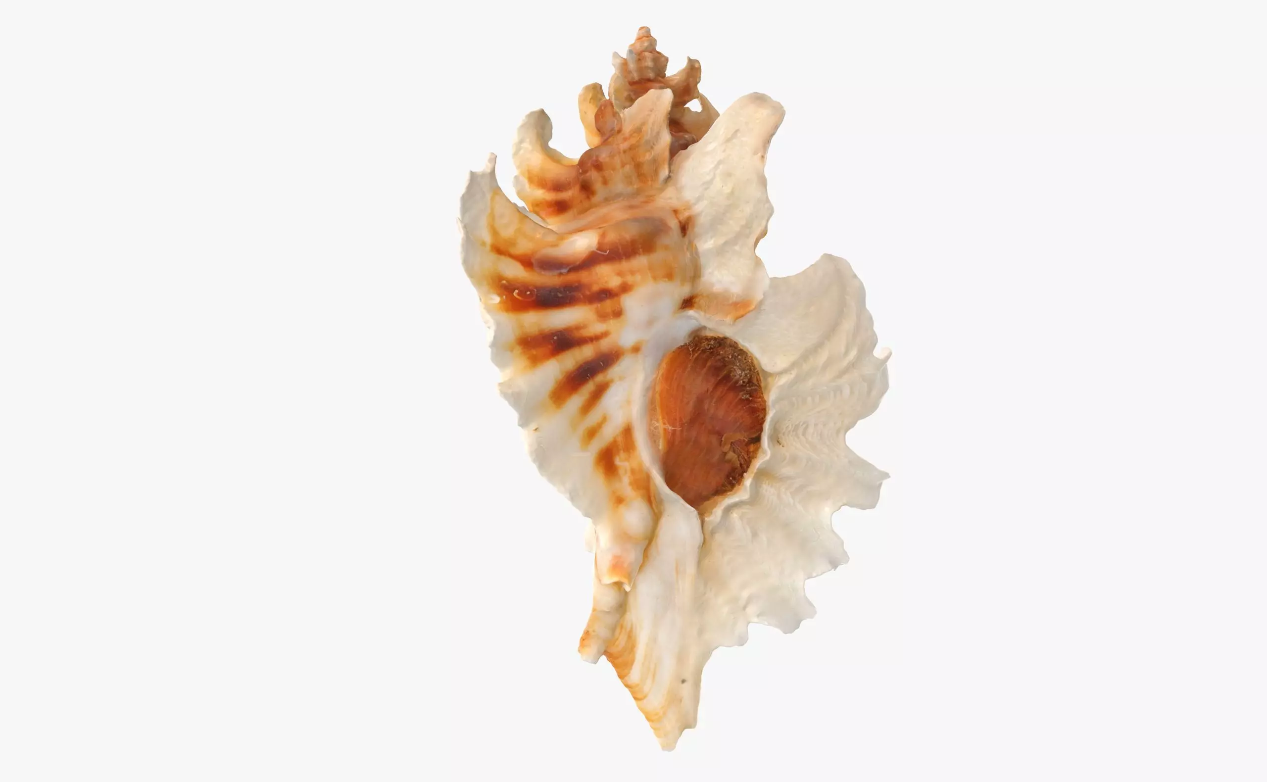 Pterinotus Miyokoae Sea Shell Low-poly 3D model_0