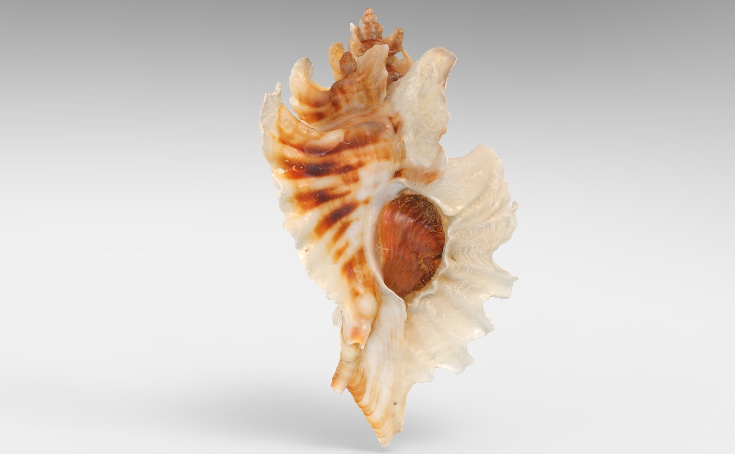 Pterinotus Miyokoae Sea Shell Low-poly 3D model_3