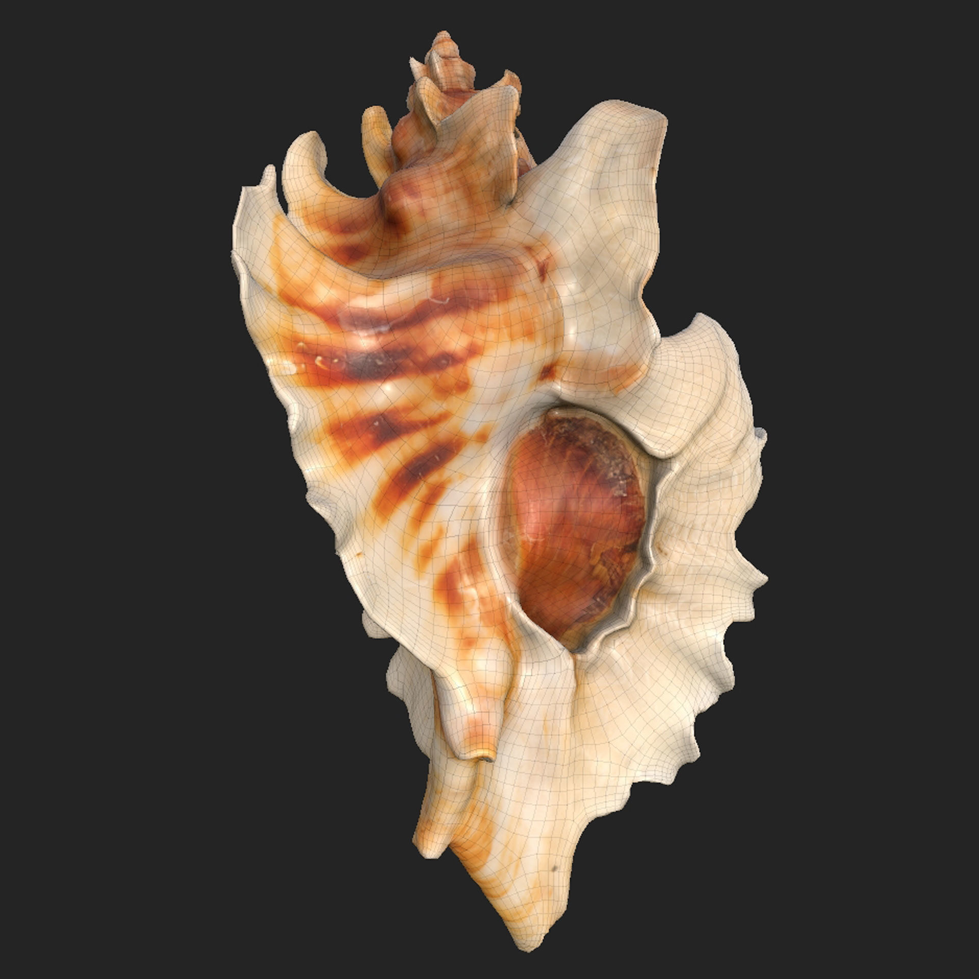 Pterinotus Miyokoae Sea Shell Low-poly 3D model_6