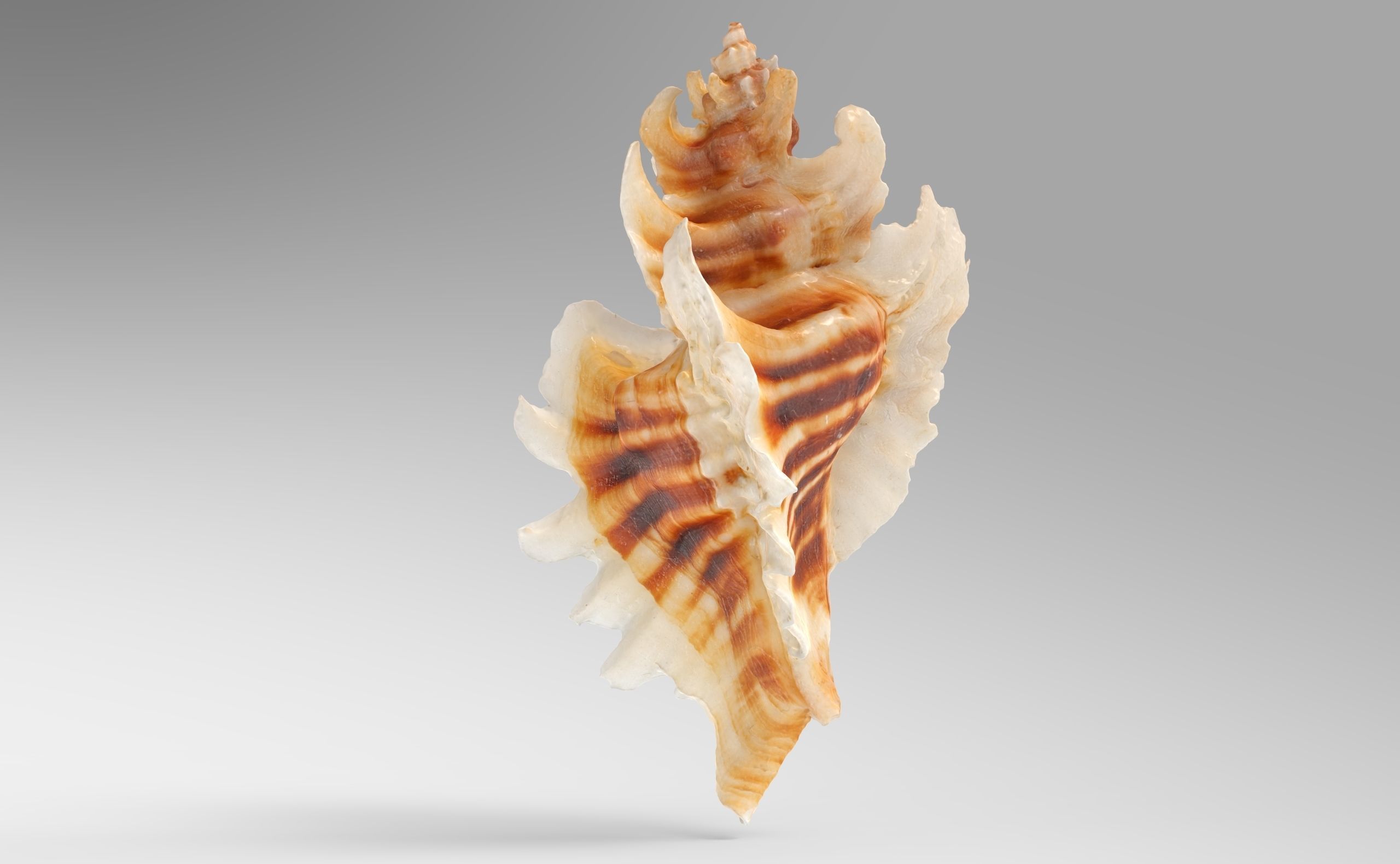 Pterinotus Miyokoae Sea Shell Low-poly 3D model_2