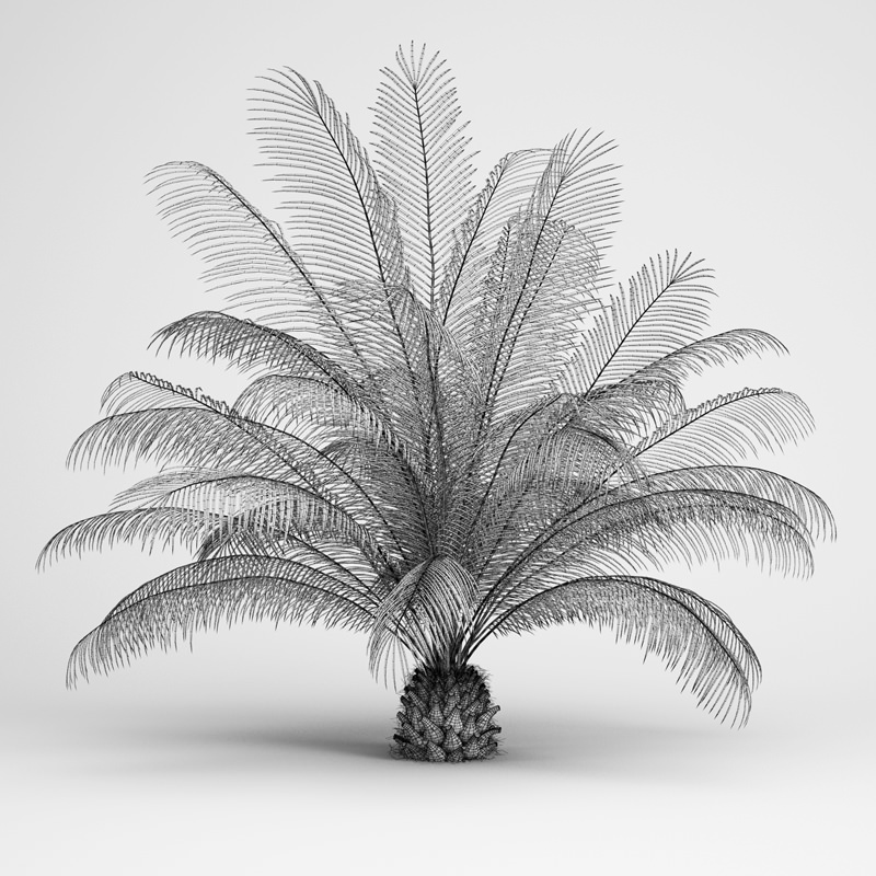 The Oil Palm 3D model_1