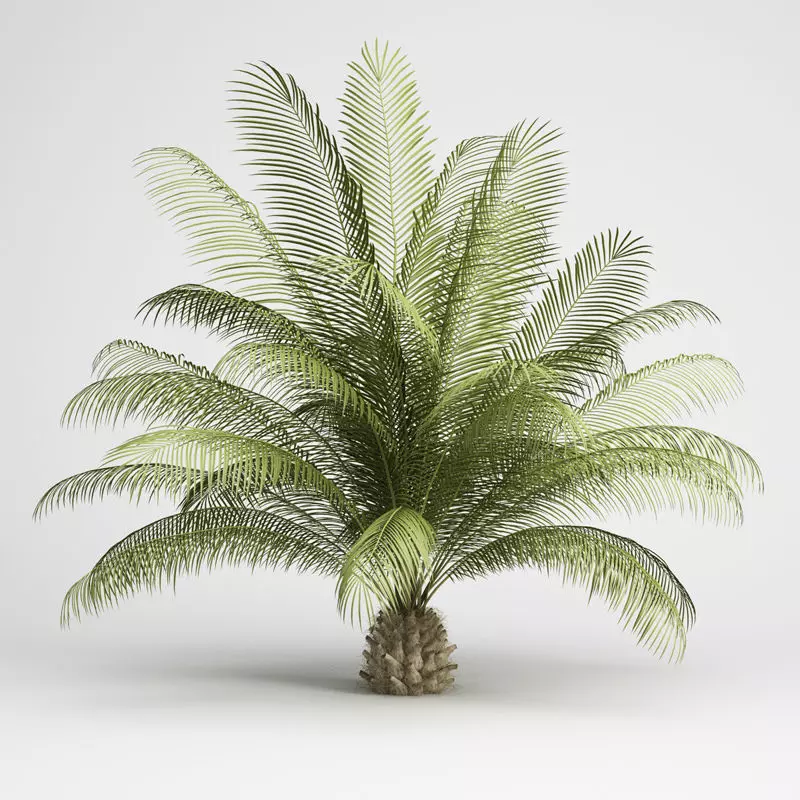 The Oil Palm 3D model_0