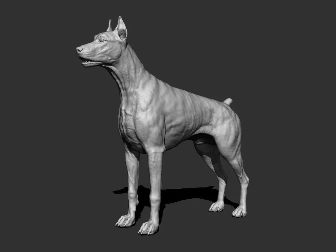 Doberman Dog 3D model