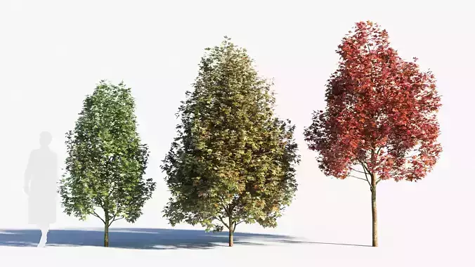 Acer monspessulanum tree-1