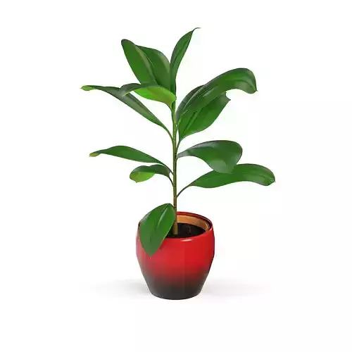 Ficus Robusta 3D model