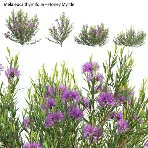 Melaleuca thymifolia - Honey Myrtle - Thyme Honey Myrtle 