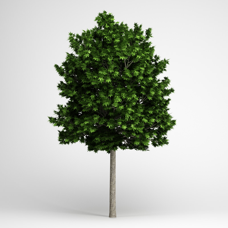 London Plane 12 3D model_1