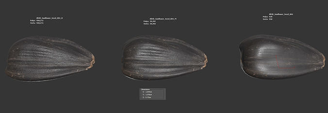 Sunflower Seed 3D model 6