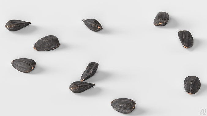 Sunflower Seed 3D model 3