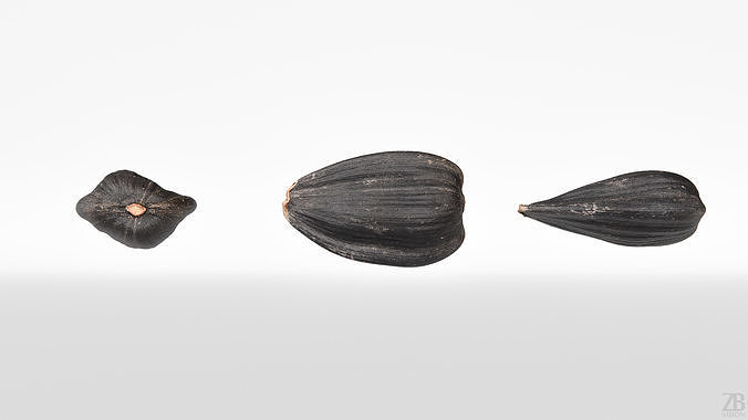 Sunflower Seed 3D model 5