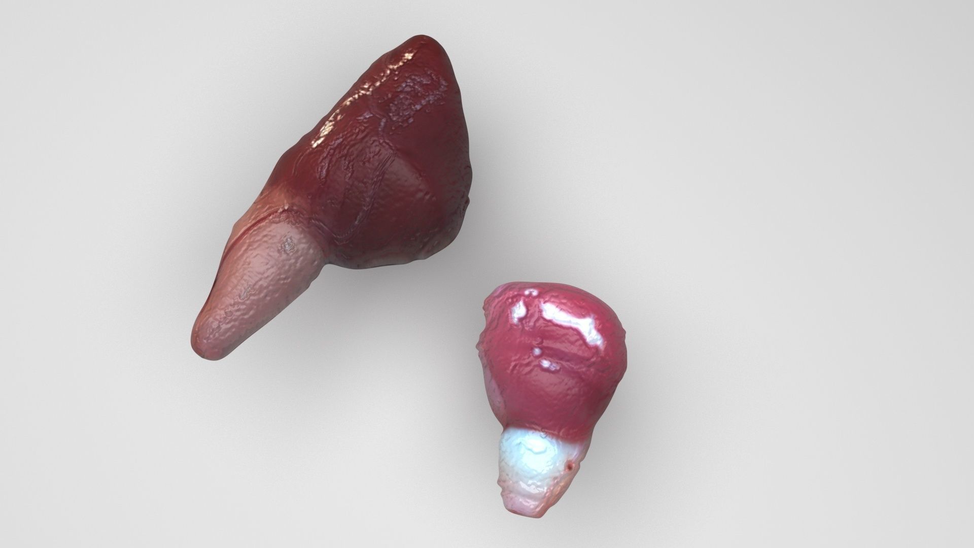 Fish Heart 3D model_1