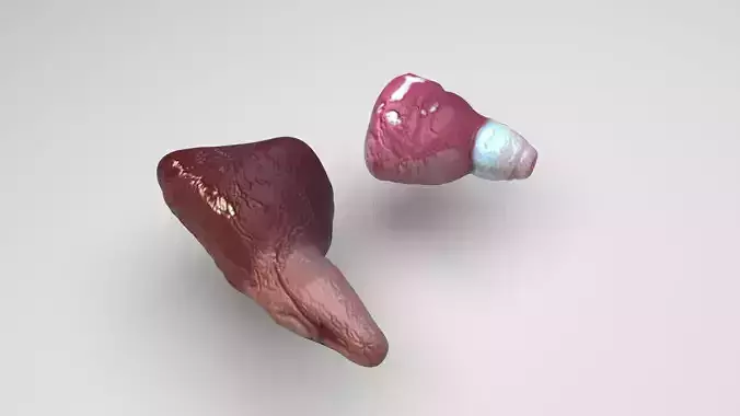 Fish Heart 3D model