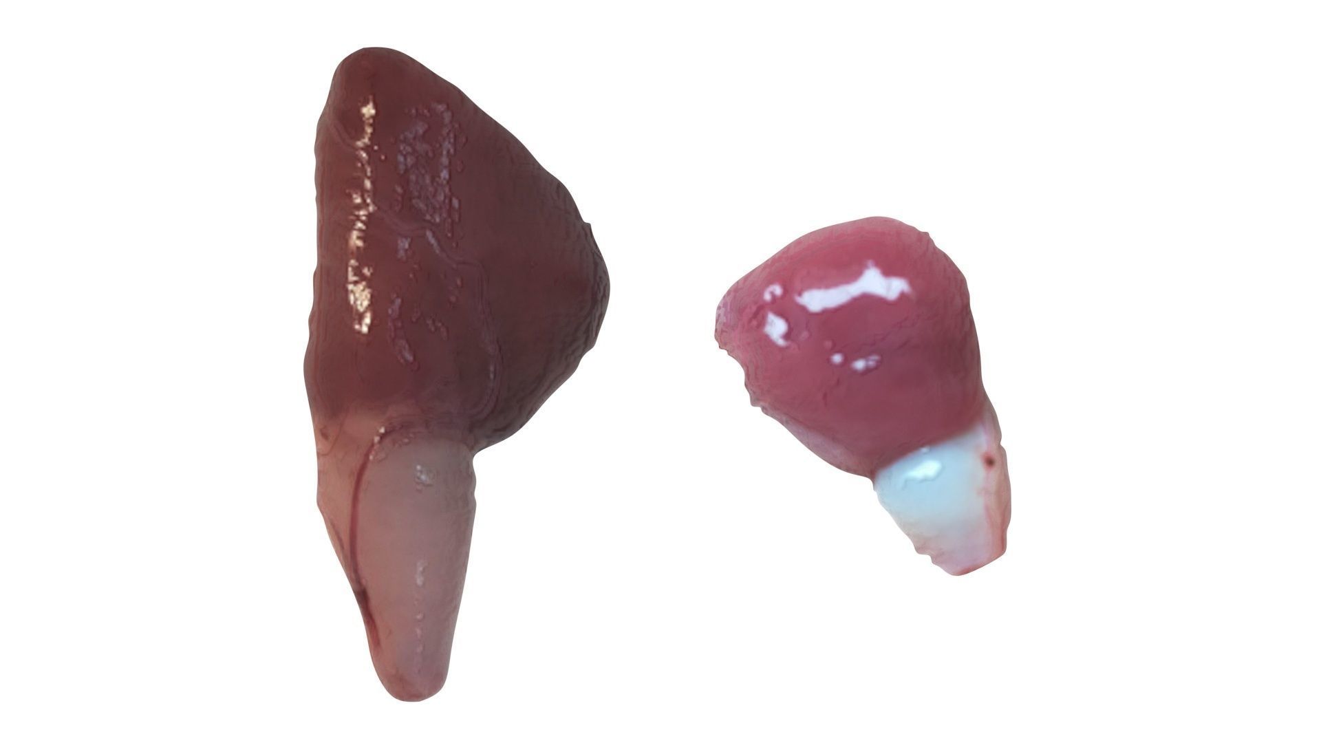 Fish Heart 3D model_8