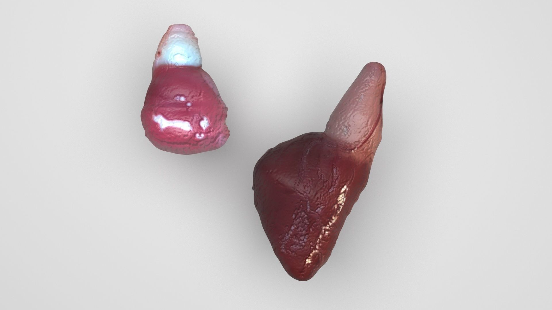 Fish Heart 3D model_3