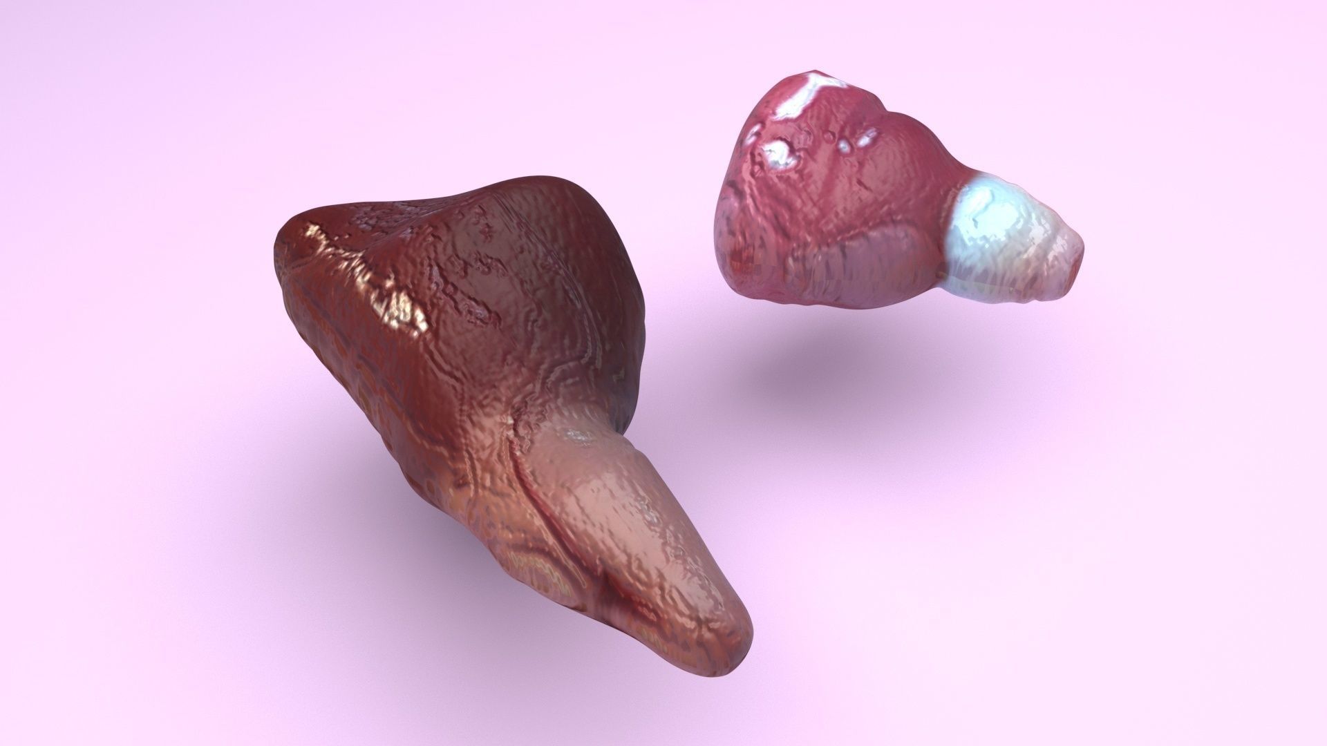 Fish Heart 3D model_5