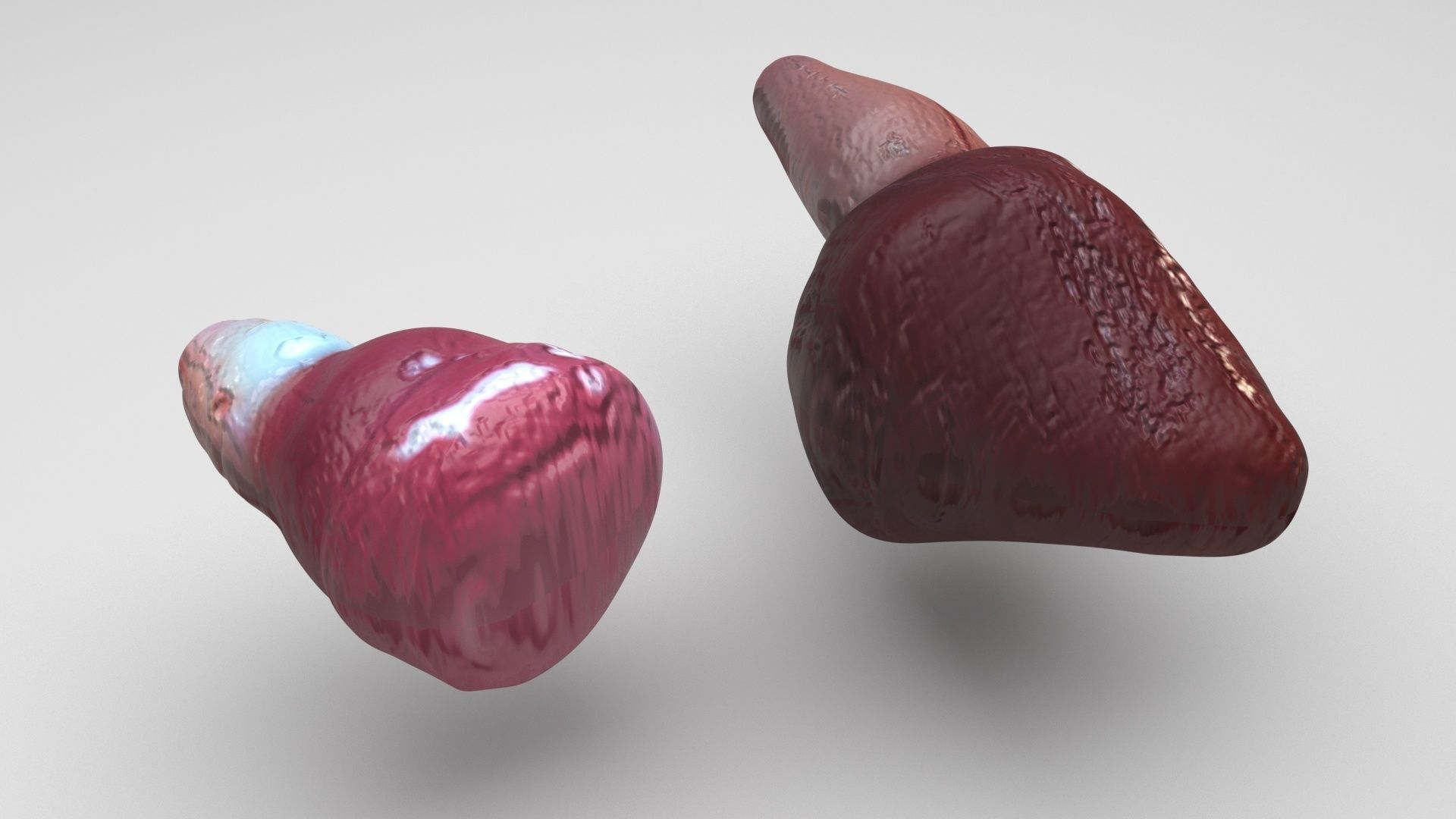 Fish Heart 3D model_2