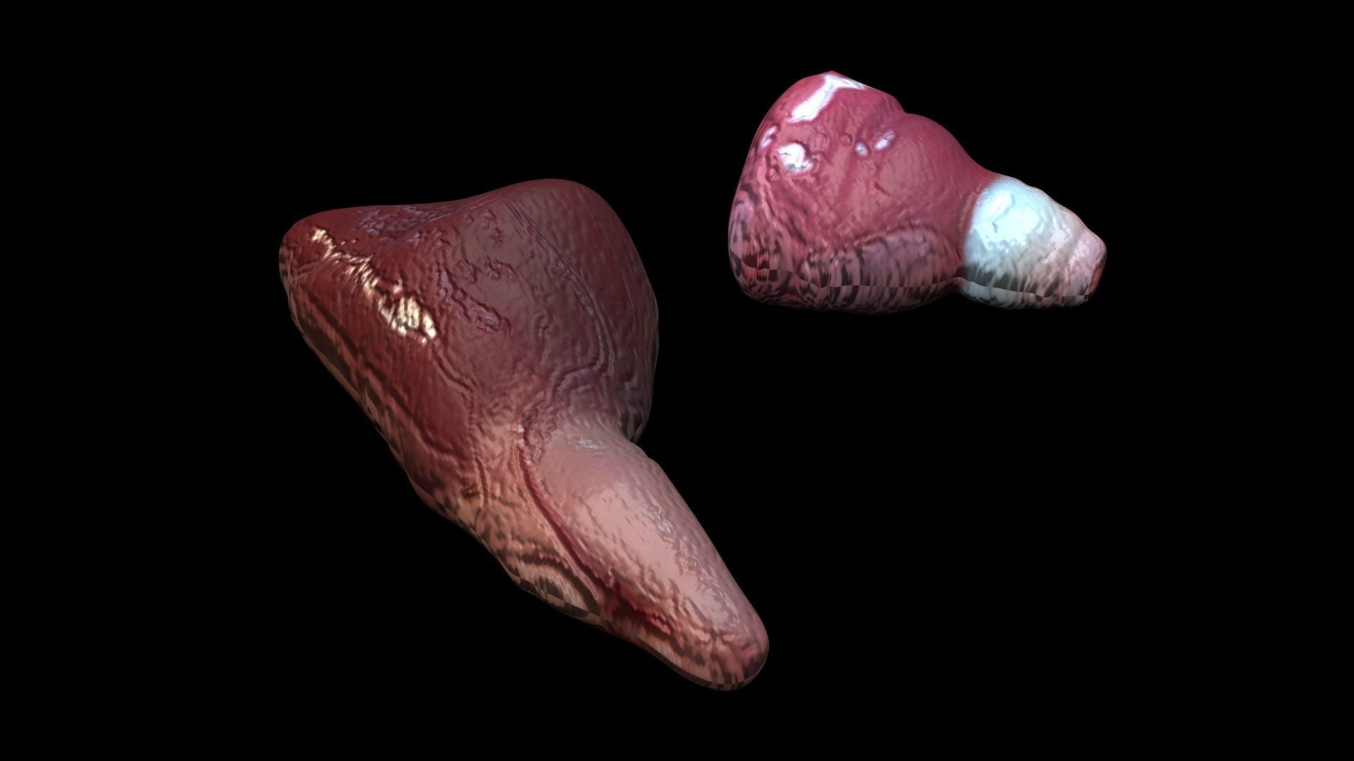 Fish Heart 3D model_6