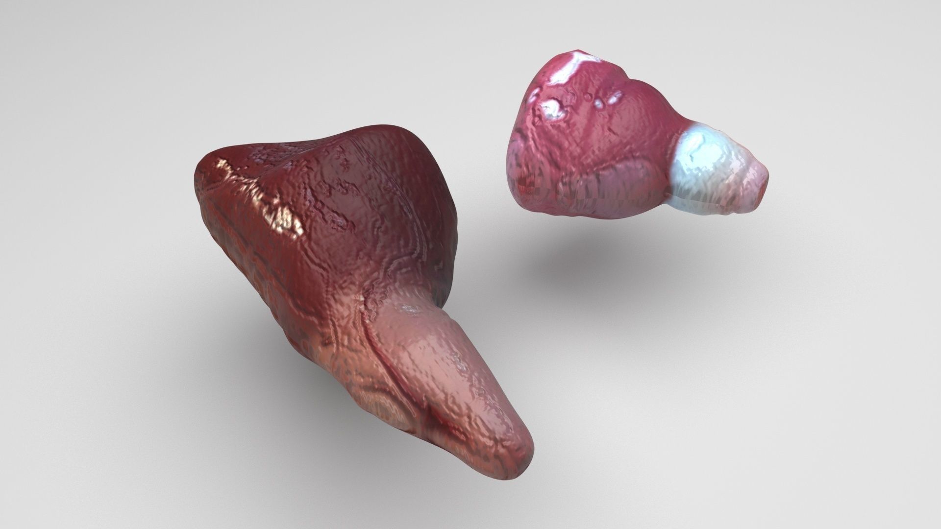 Fish Heart 3D model_4