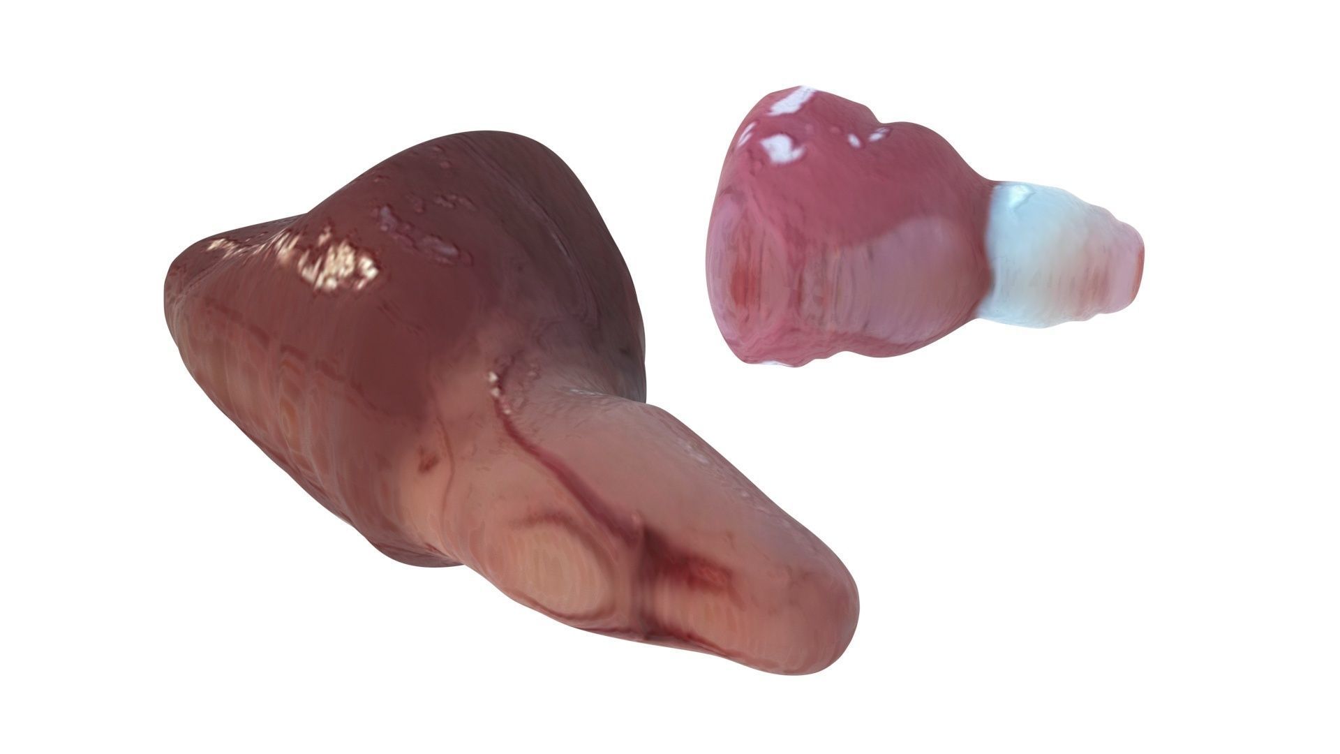 Fish Heart 3D model_7