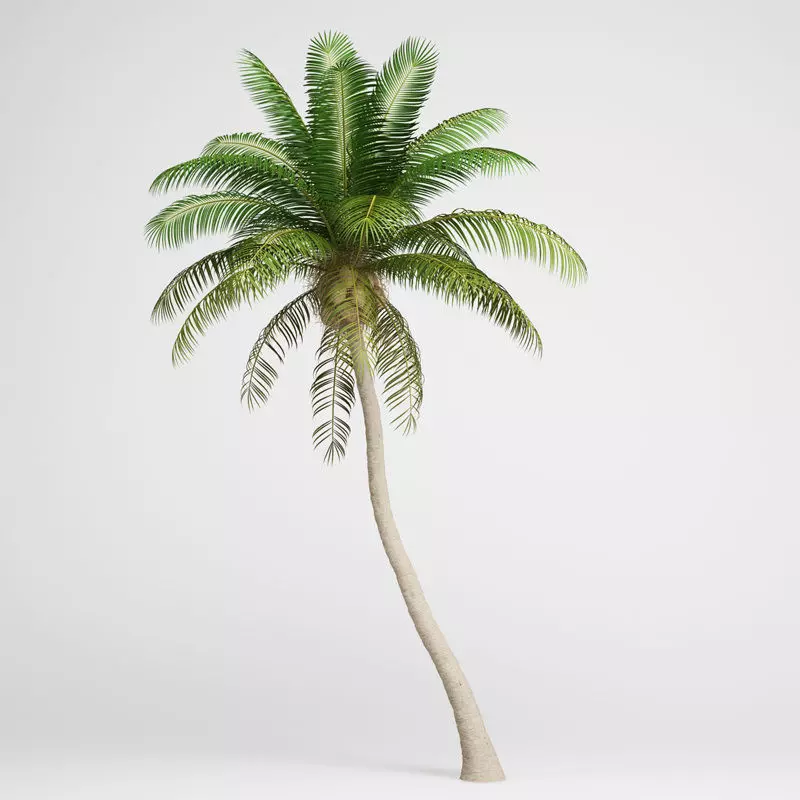 Coconut Palm 3D model_0