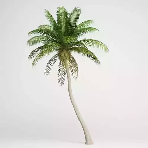 Coconut Palm 3D model