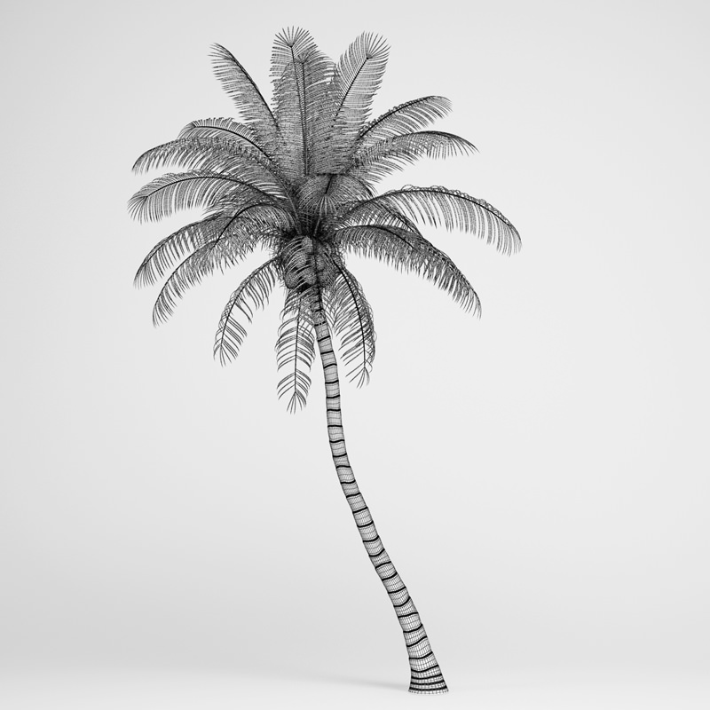 Coconut Palm 3D model_1