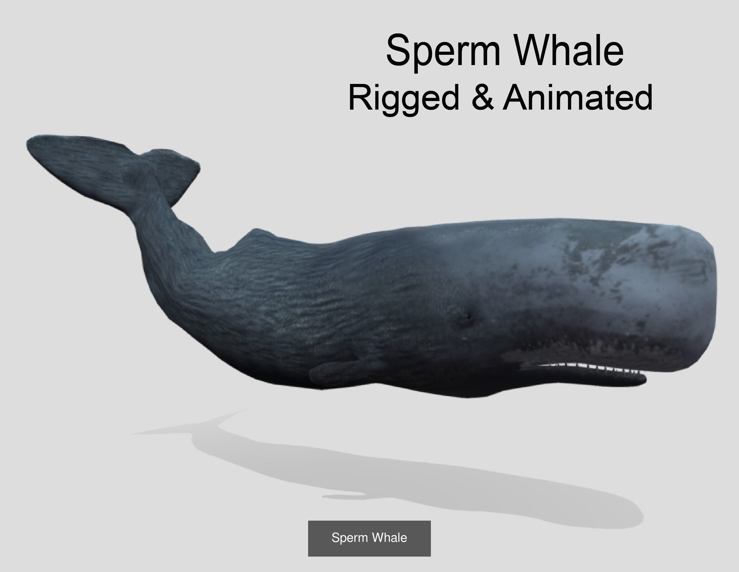 Low Poly Big Fish Collection Animated - Game Ready  _17