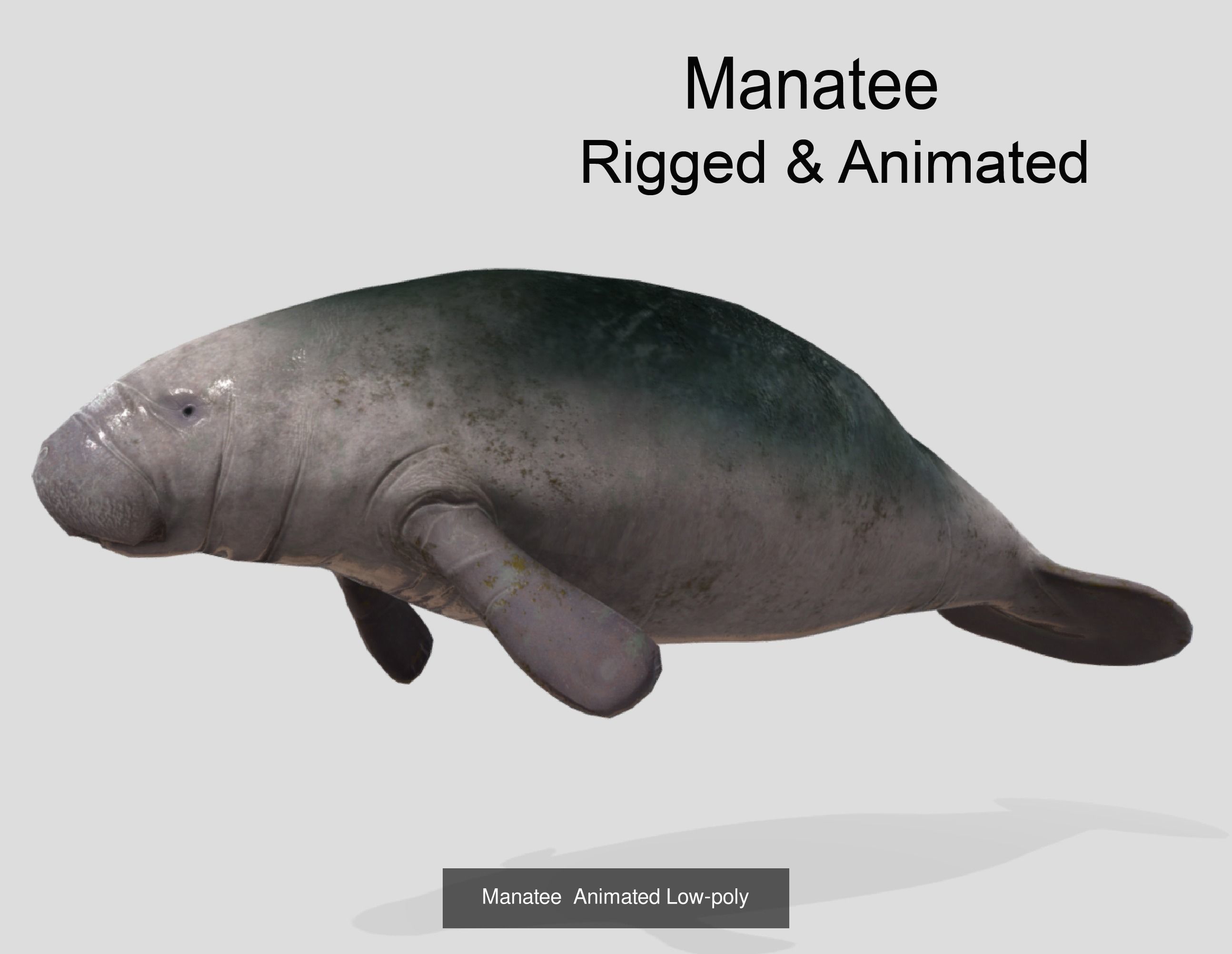 Low Poly Big Fish Collection Animated - Game Ready  _13