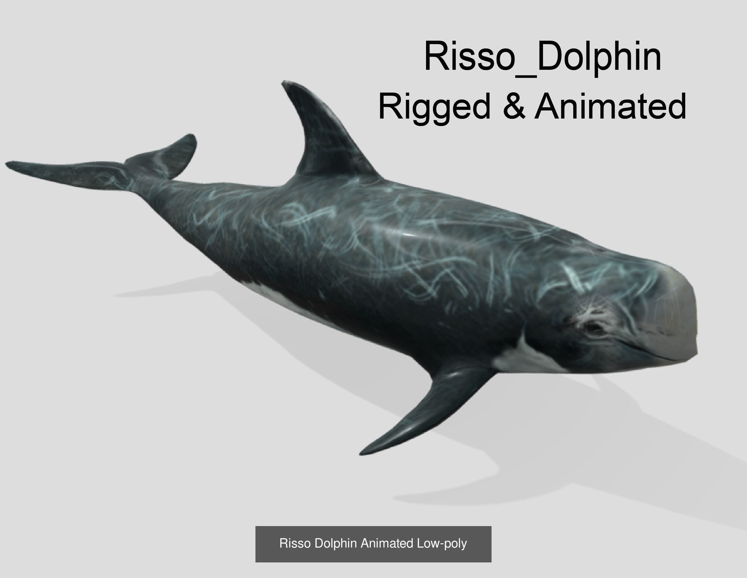 Low Poly Big Fish Collection Animated - Game Ready  _12