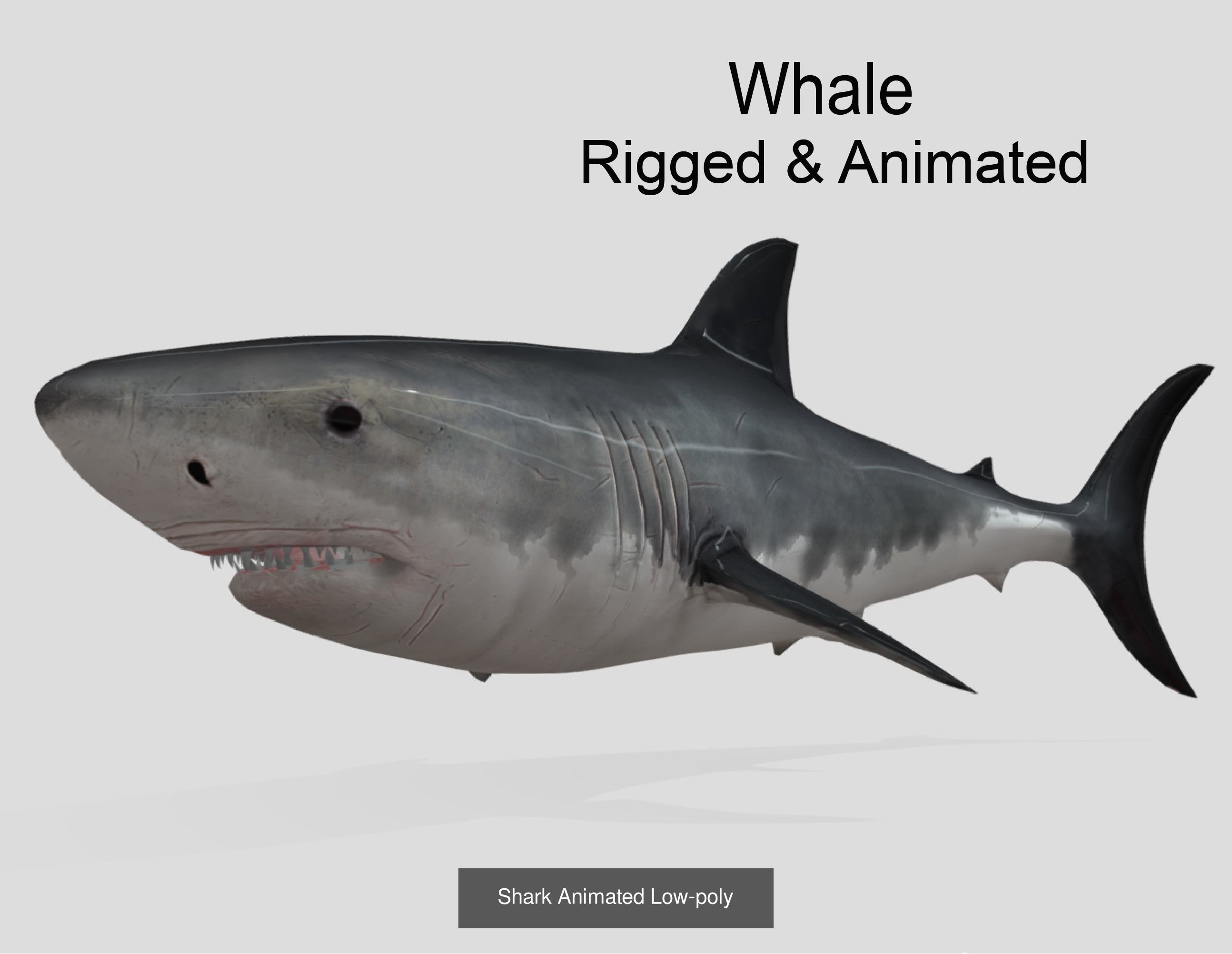 Low Poly Big Fish Collection Animated - Game Ready  _9