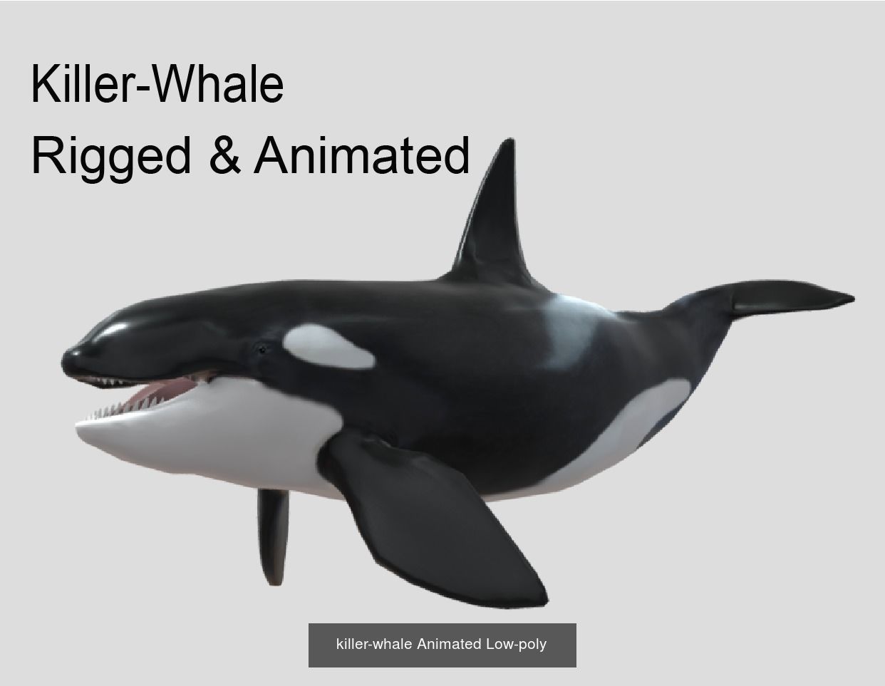 Low Poly Big Fish Collection Animated - Game Ready  _10