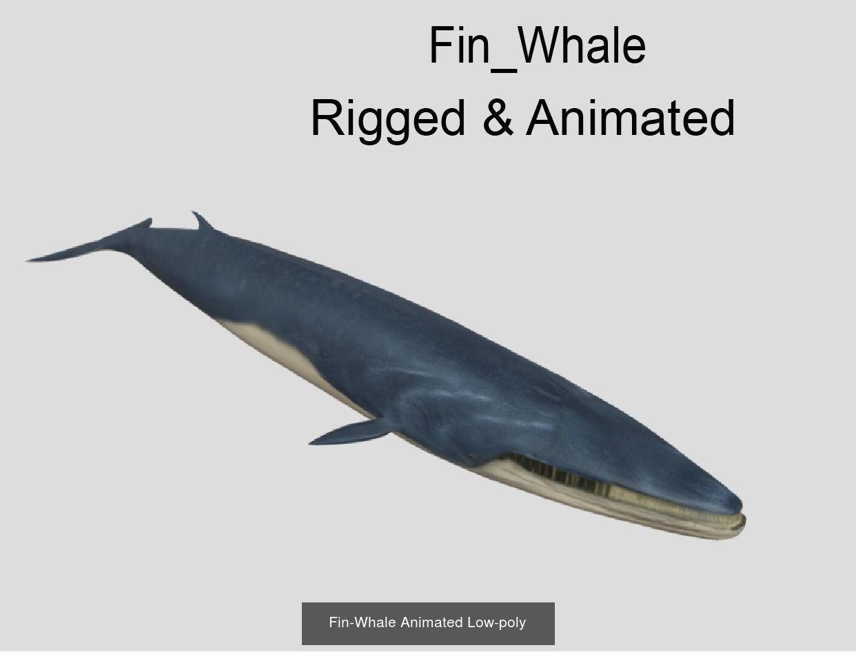 Low Poly Big Fish Collection Animated - Game Ready  _16