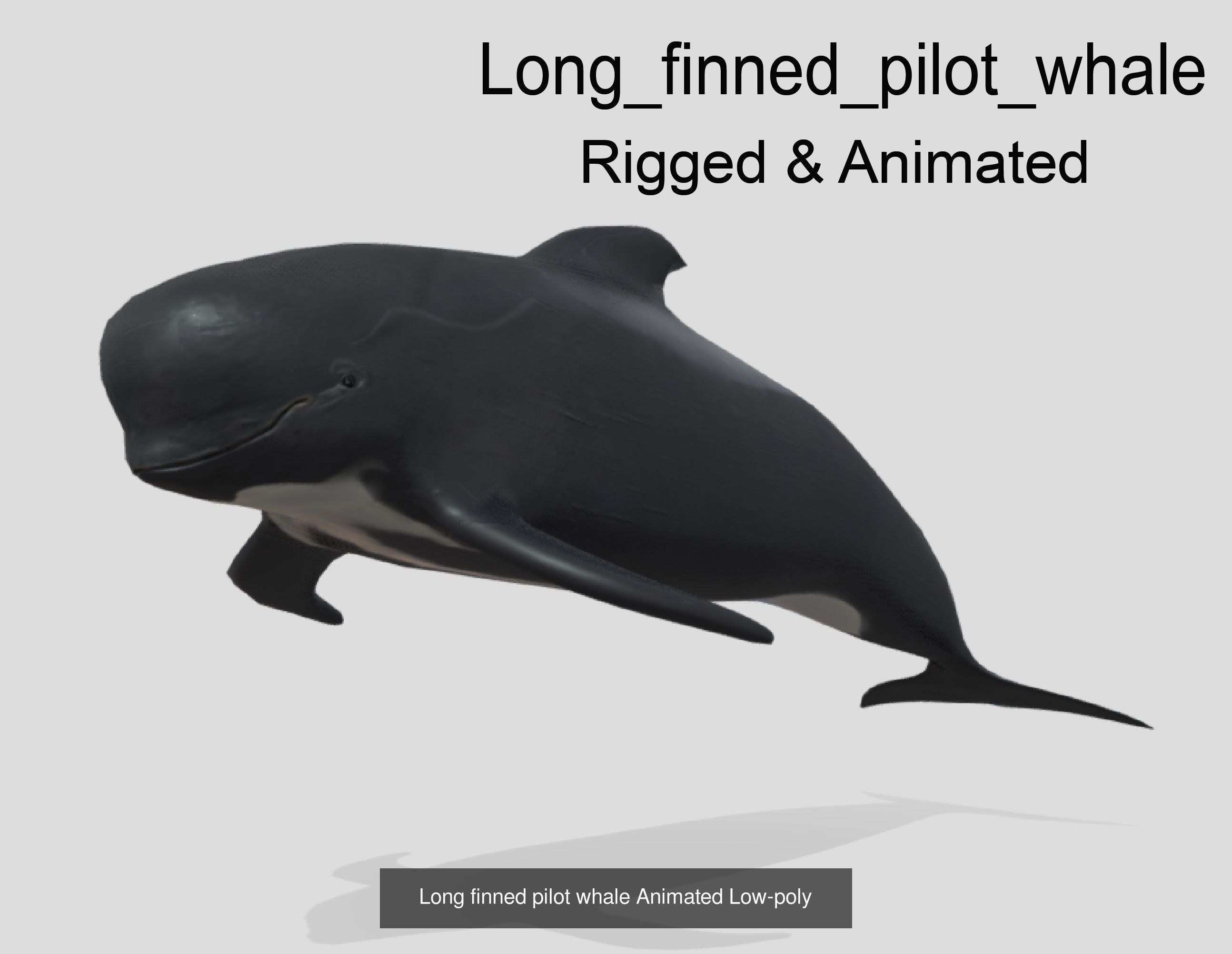 Low Poly Big Fish Collection Animated - Game Ready  _14